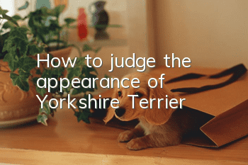 How to judge the appearance of Yorkshire Terrier