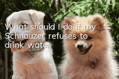 What should I do if my Schnauzer refuses to drink water?