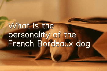 What is the personality of the French Bordeaux dog?
