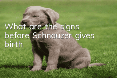 What are the signs before Schnauzer gives birth?