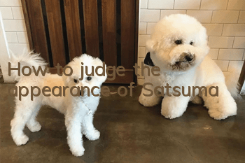 How to judge the appearance of Satsuma