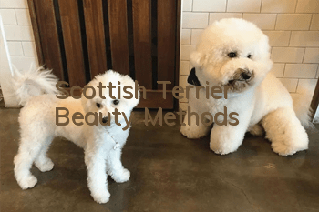 Scottish Terrier Beauty Methods