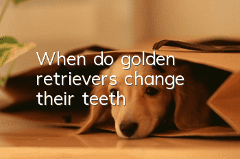 When do golden retrievers change their teeth?