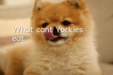 What can’t Yorkies eat?