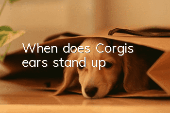 When does Corgi's ears stand up?