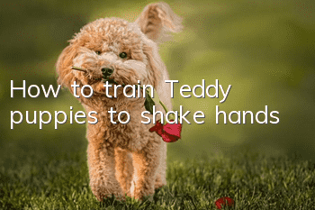 How to train Teddy puppies to shake hands