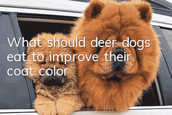 What should deer dogs eat to improve their coat color?