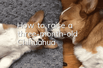 How to raise a three-month-old Chihuahua