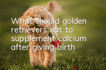 What should golden retrievers eat to supplement calcium after giving birth?