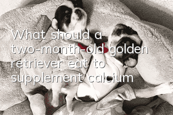 What should a two-month-old golden retriever eat to supplement calcium?