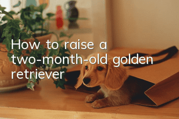 How to raise a two-month-old golden retriever
