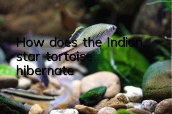 How does the Indian star tortoise hibernate?