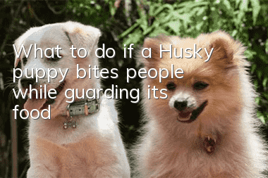 What to do if a Husky puppy bites people while guarding its food