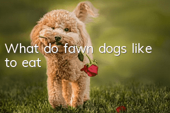 What do fawn dogs like to eat?