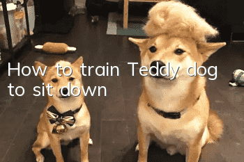 How to train Teddy dog ​​to sit down