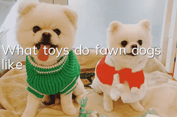 What toys do fawn dogs like?