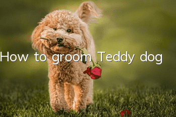 How to groom Teddy dog