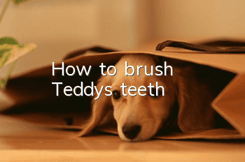 How to brush Teddy's teeth