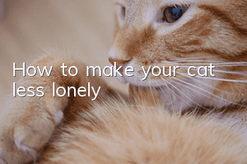 How to make your cat less lonely