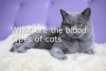 What are the blood types of cats?