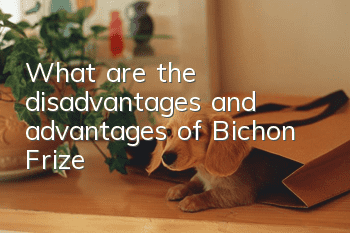 What are the disadvantages and advantages of Bichon Frize