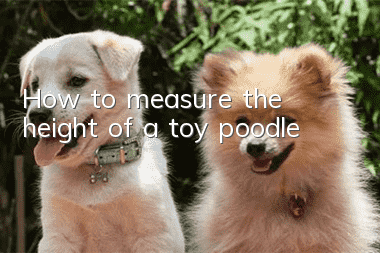 How to measure the height of a toy poodle