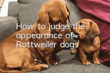 How to judge the appearance of Rottweiler dogs