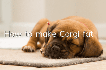 How to make Corgi fat
