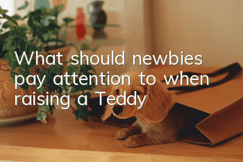 What should newbies pay attention to when raising a Teddy?