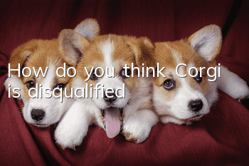 How do you think Corgi is disqualified?