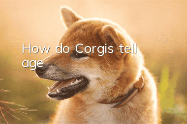 How do Corgis tell age?