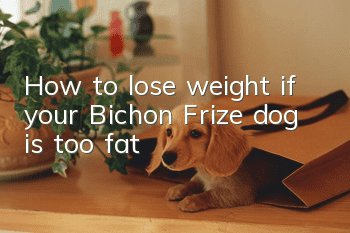 How to lose weight if your Bichon Frize dog is too fat?