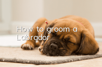 How to groom a Labrador