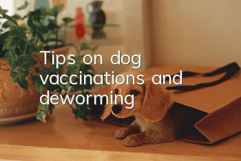 Tips on dog vaccinations and deworming