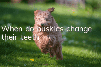 When do huskies change their teeth?