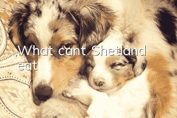 What can’t Shetland eat?