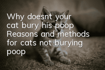 Why doesn't your cat bury his poop? Reasons and methods for cats not burying poop