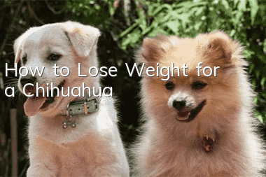 How to Lose Weight for a Chihuahua