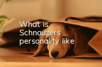 What is Schnauzer's personality like?