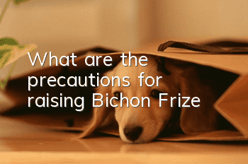 What are the precautions for raising Bichon Frize?