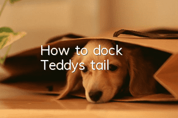 How to dock Teddy's tail