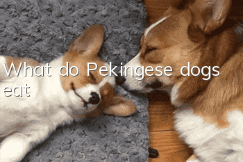 What do Pekingese dogs eat?
