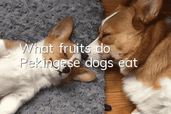 What fruits do Pekingese dogs eat?