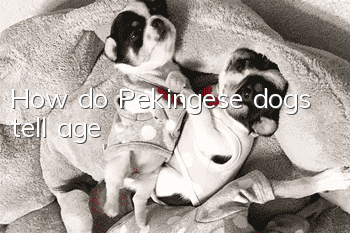 How do Pekingese dogs tell age?