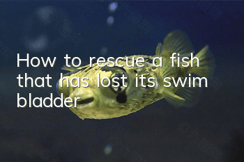 How to rescue a fish that has lost its swim bladder