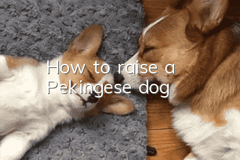 How to raise a Pekingese dog
