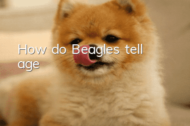 How do Beagles tell age?