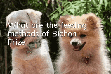 What are the feeding methods of Bichon Frize?