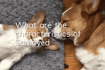 What are the characteristics of Samoyed?