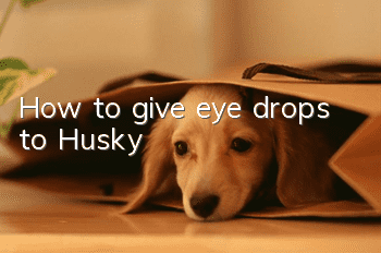 How to give eye drops to Husky